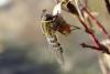 Syrphus torvus